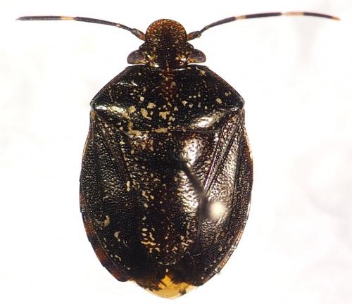 Antiteuchus guianensis